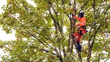 Arboriculture